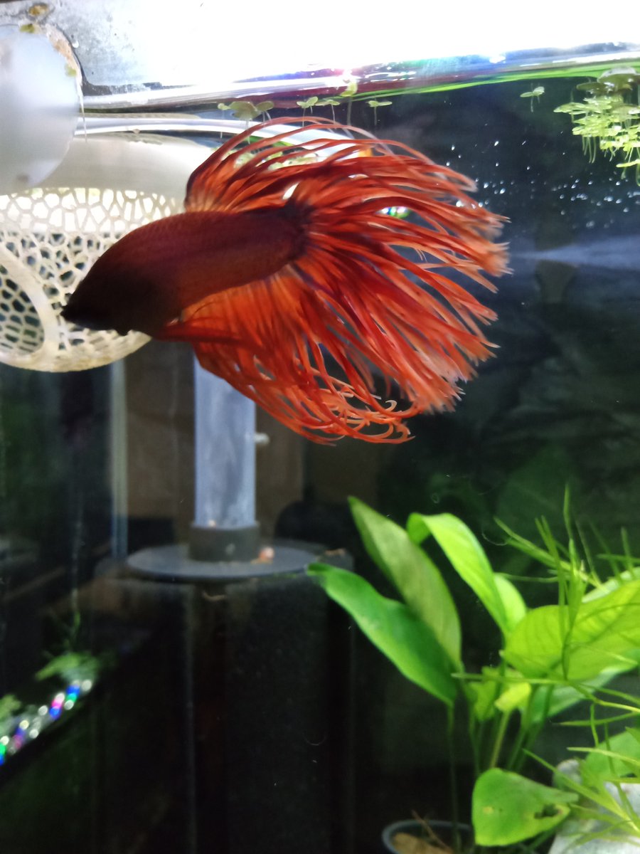 RevelationFinal's tweet image. Betta has been doing really good. When I feed him I drop the little pellets right infront of his mouth. He waits in the top right corner to be fed sometimes. I added a shrimp to see if he will allow roommates besides snails.