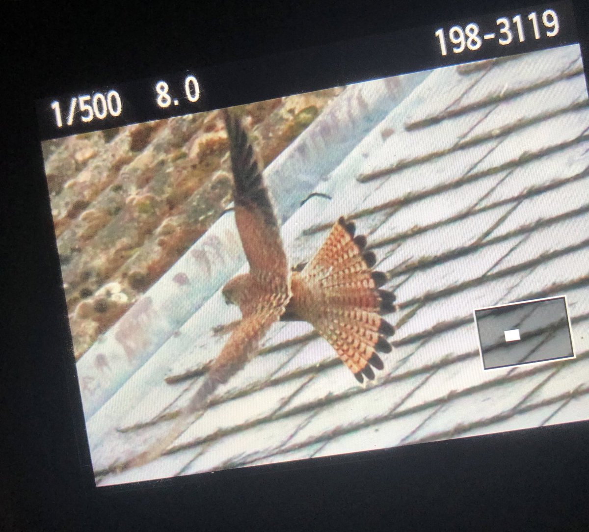 4e4wv's tweet image. Look at the tail on this Eurasian Kestrel!