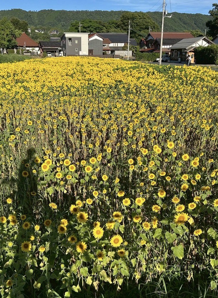 ＼夏のご褒美みつけた！／

鳥取市鹿野町の「田んぼの中のアイス工房」

自家牧場の搾りたて牛乳を使ったイタリアンジェラートは絶品でした😄

道中のひまわり畑が見頃だったので、立ち寄りにぜひ！

夏を満喫できるおすすめスポットです🌻

#とっとりインターンシップ #鳥取市