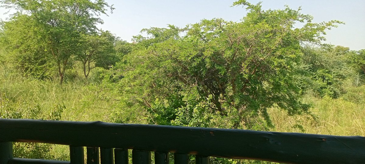 GideonSsekidde's tweet image. Let us enjoy together the Bushy Balcony at Tilenga Safari Lodge
@GoldenPosts
@KikorongoSafariLodge
@TilengaSafariLodge