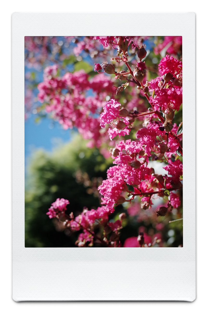 KiokuCamera's tweet image. Slice of life 
夏のこの花が好きである。
RICOH GR