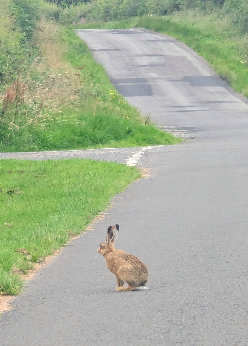 NotBadForHerAge's tweet image. This little cutie seemed reluctant to move. I was happy to sit and watch itโบ๏ธ #hare