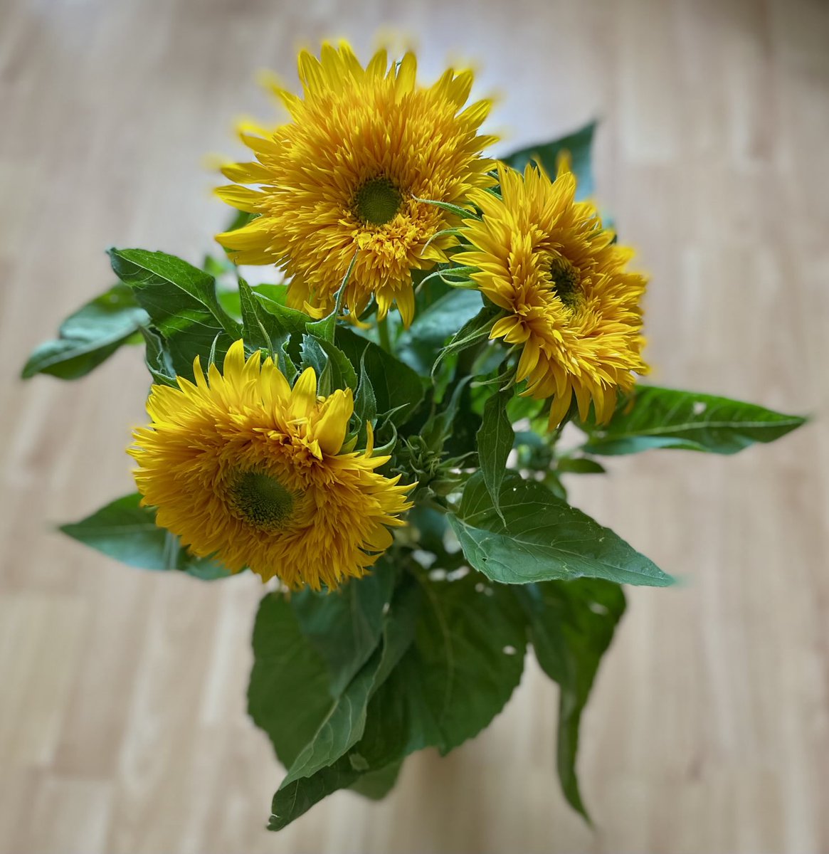 Silabrei's tweet image. Guten Morgen!
Habt einen ganz schönen Sonntag, mit oder ohne Sonne.
Hier in Köln ist es grau, es hat schon kräftig geregnet. Kommt gut gelaunt durch den Tag. 😊🍀🌻👋