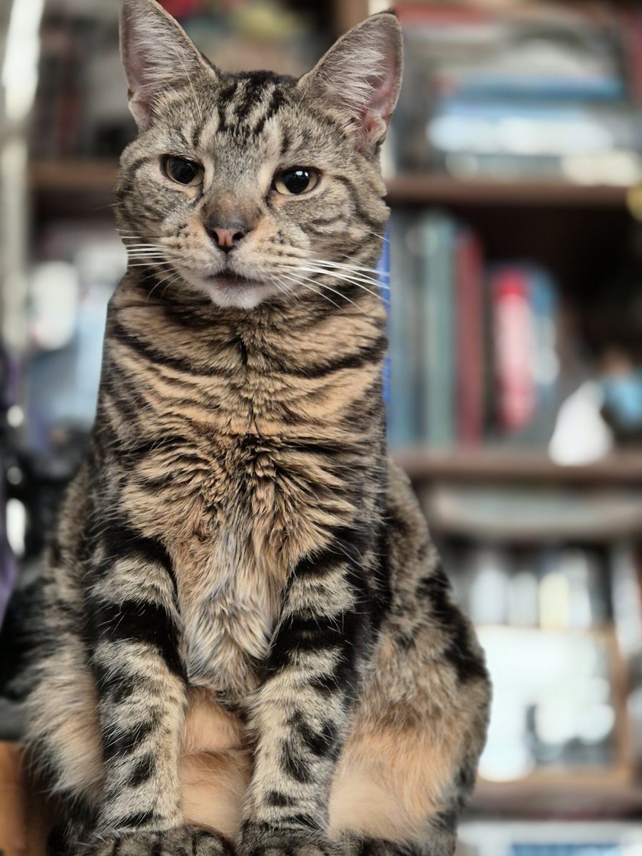 CJMonahan77's tweet image. My furry alarm clock.