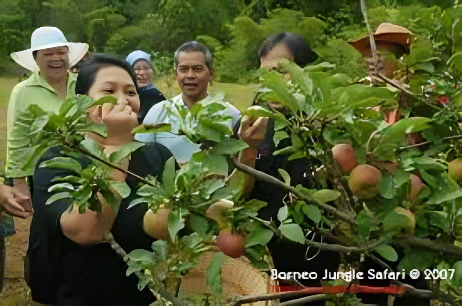 Ba’kelalan, in Sarawak’s highlands, shines as a rural innovation hub—growing Malaysia’s 1st apples, producing Adan rice &amp; mountain salt, and thriving on solar power &amp; eco-tourism. A model of cross-border sustainability with Indonesia. 🌾🍎 #RuralInnovation #BaKelalan