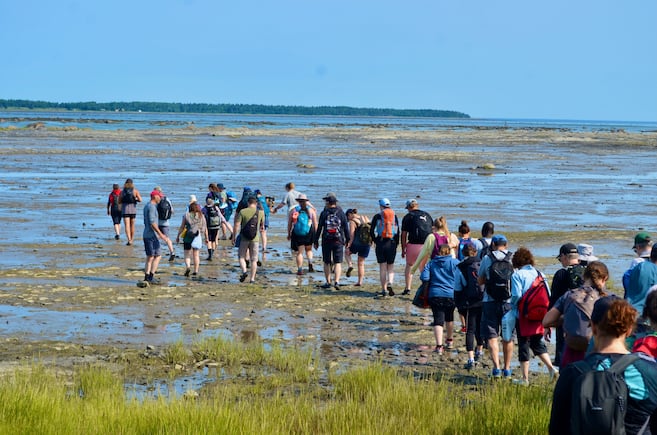 lesoleildeqc's tweet image. Ils bravent la boue pour rallier l’île Saint-Barnabé: Un record de participation a été établi samedi lors de la 21e Grande Traversée à l’île Saint-Barnabé. Entre 130 et 140 marcheurs se sont donné rendez-vous à l’embouchure de la rivière Rimouski pour… lesoleil.com/actualites/act…