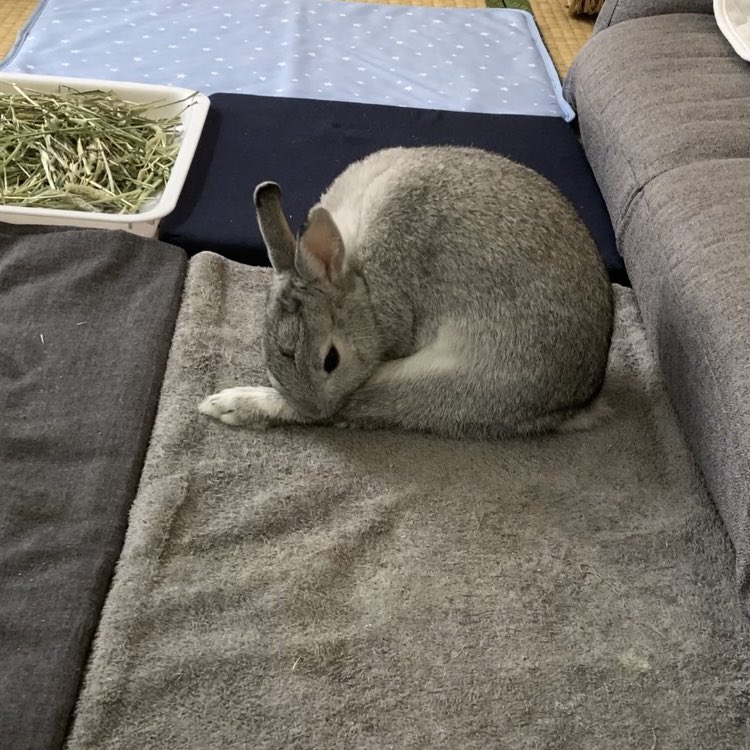 Er7Eh's tweet image. 足ピンてついつい見てしまう
いや見るのはいつもの事か(  𑁉▾𑁉)