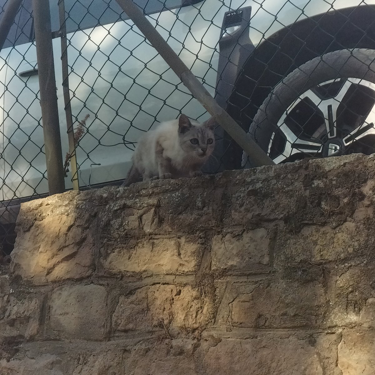 sesdotsam's tweet image. currently touching grass , i saw kitty