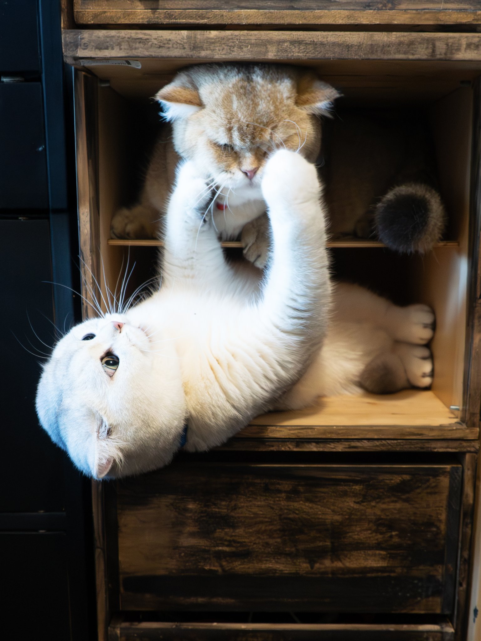 メルねこ様オーダー 羊毛フェルト 猫 オーダー ［くぅ様専用ページ］66 - メルカリ
