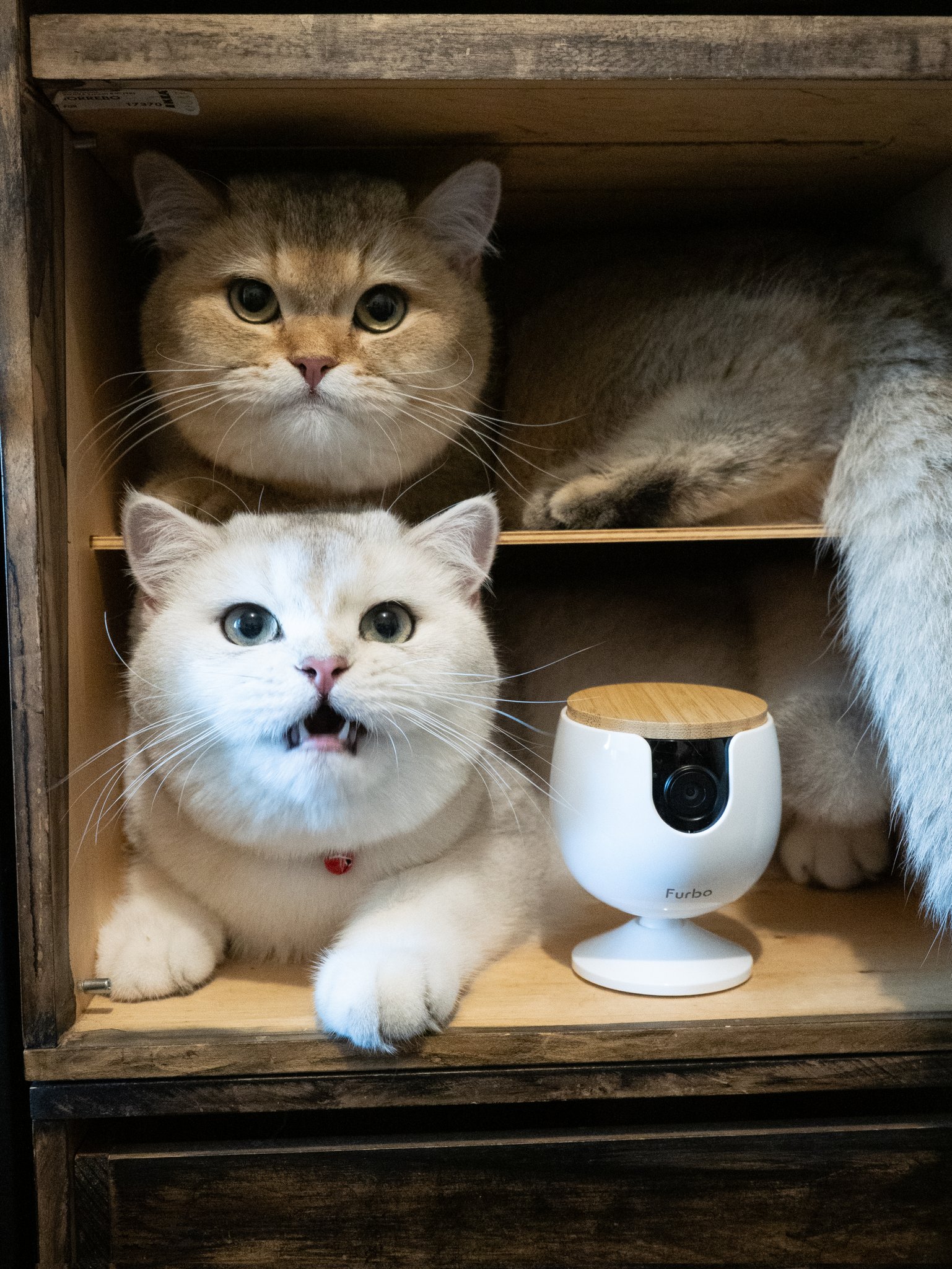 ねこさんページ MARCO (@marco74444) / X