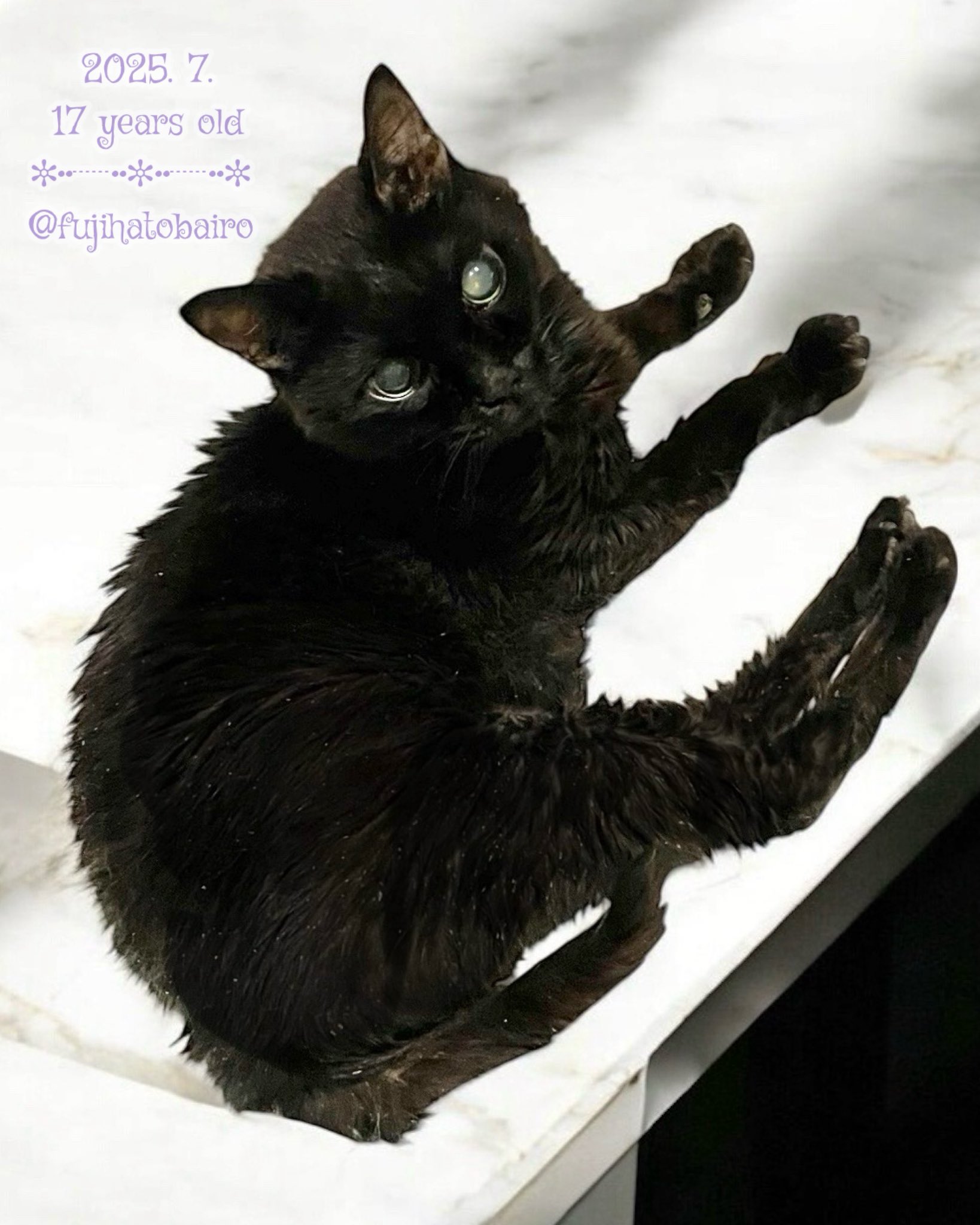 やまねこ♡　他の方はいいね、コメントご遠慮くださいね。 さんご。໒꒱· ﾟ on X: 