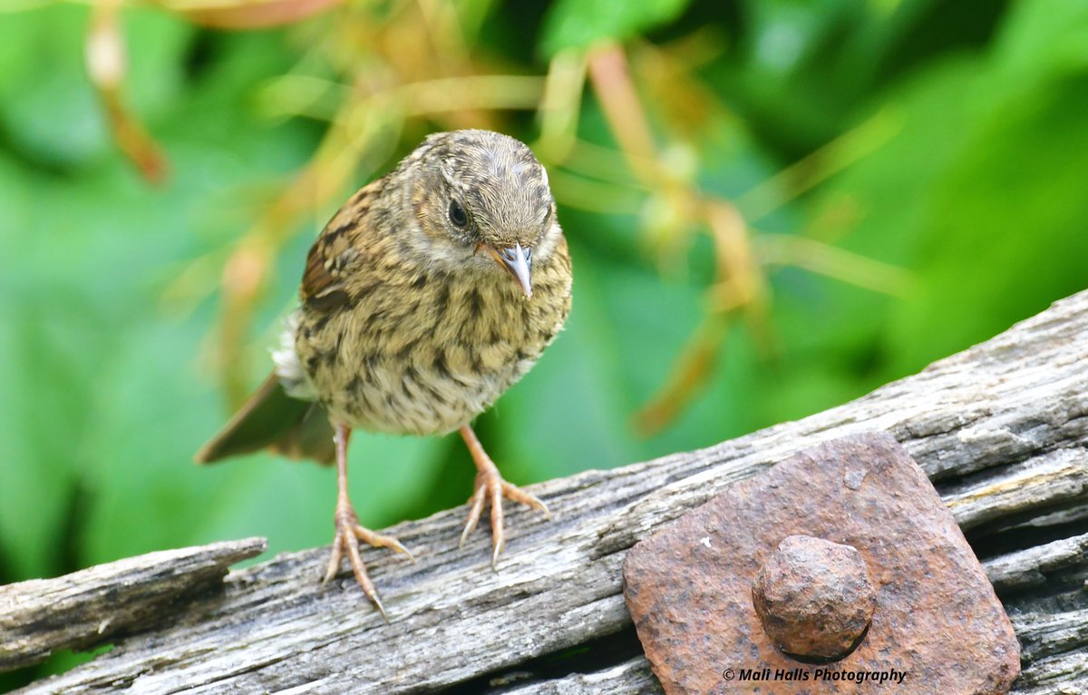 Dunnock.

Juvenile in our garden a couple of days ago.

#BirdTwitter #Nature #Photography #wildlife #birds #TwitterNatureCommunity #birding #NaturePhotography #birdphotography #WildlifePhotography #Nikon