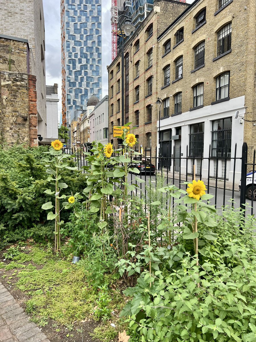 cathedralsdavid's tweet image. Sunflowers in Guy Street Park adding colour to the neighbourhood. Thank you to the local resident who planted them in them park. ๐ถ๐