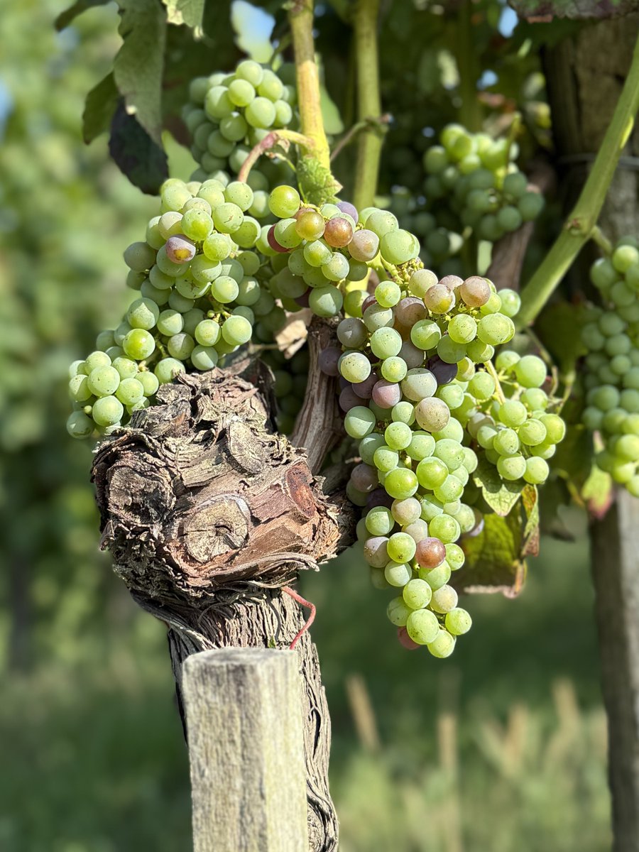 GavinQuinney's tweet image. Veraison in the vines, when the grapes change colour. A walk around @ChateauBauduc yesterday evening - this is Merlot, much of it destined for our Rosé. #veraison #merlot #yearinthevineyard #bdx25