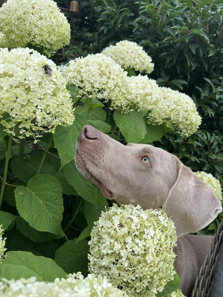 Wijsneus #weimaraner 🙂 #jachthond 🐝