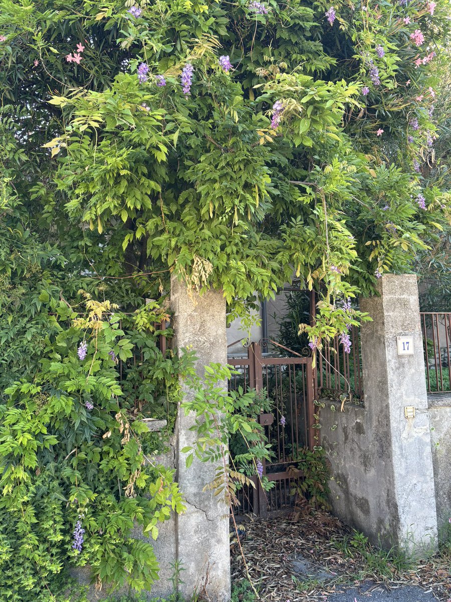 andrew_mella's tweet image. Un glicine ancora in fiore, come un omaggio alla casa abbandonata