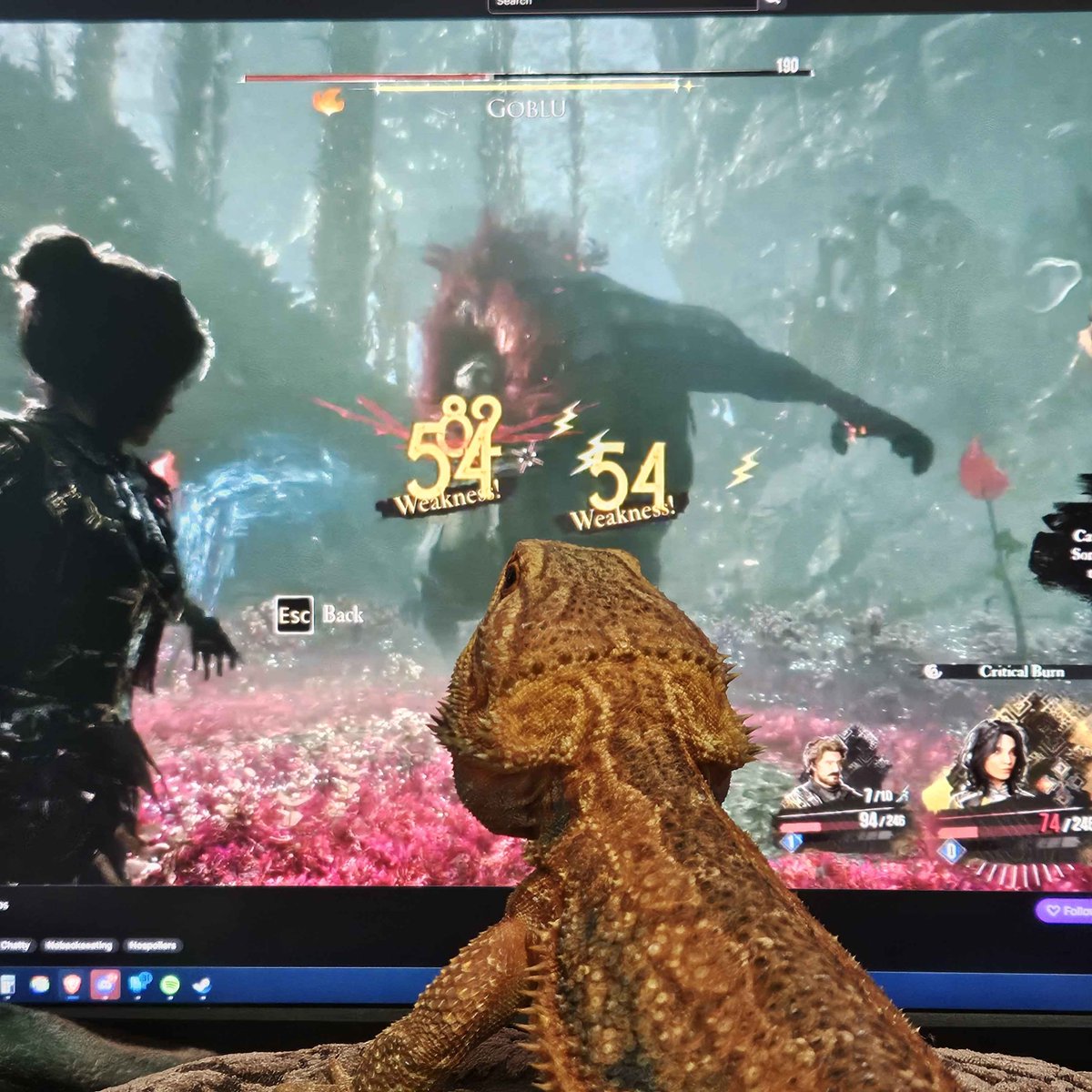 Sahree_Yurblu's tweet photo. @SandfallGames Marty is enjoying the gameplay. https://t.co/hRPmGuaih2