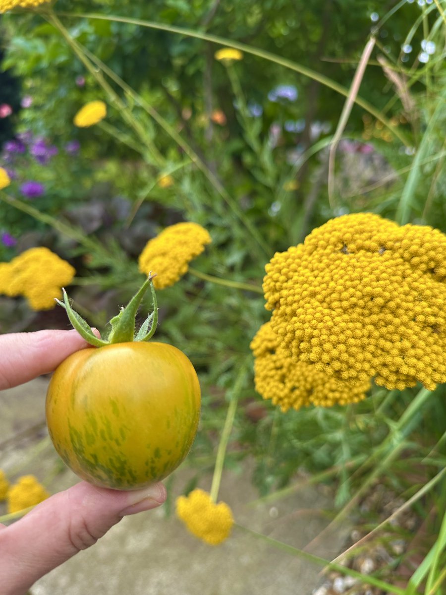 PotteringPolly's tweet image. New heritage tomato variety for me this year, โGreen Zebraโ. I was wondering how I would tell it was ripe, but it goes quite yellowy ๐ฟ๐๐
๐๐ฟ & of course thereโs always the squeeze test ๐ Really good flavour ๐
#SundayYellow #YellowSunday #HeritageTomato