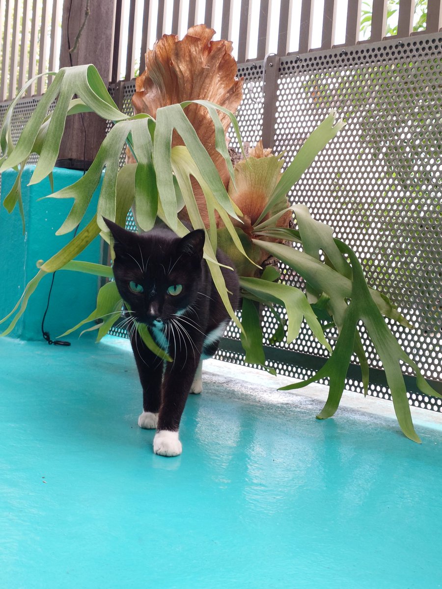 nekosuka513's tweet image. ビカク背負い