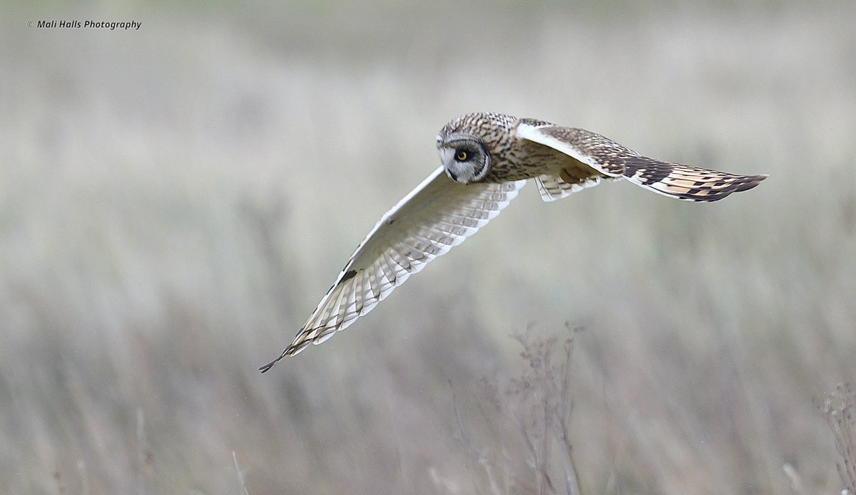 Short-eared Owl.

#BirdTwitter #Nature #Photography #wildlife #birds #TwitterNatureCommunity #birding #NaturePhotography #birdphotography #WildlifePhotography #Nikon
