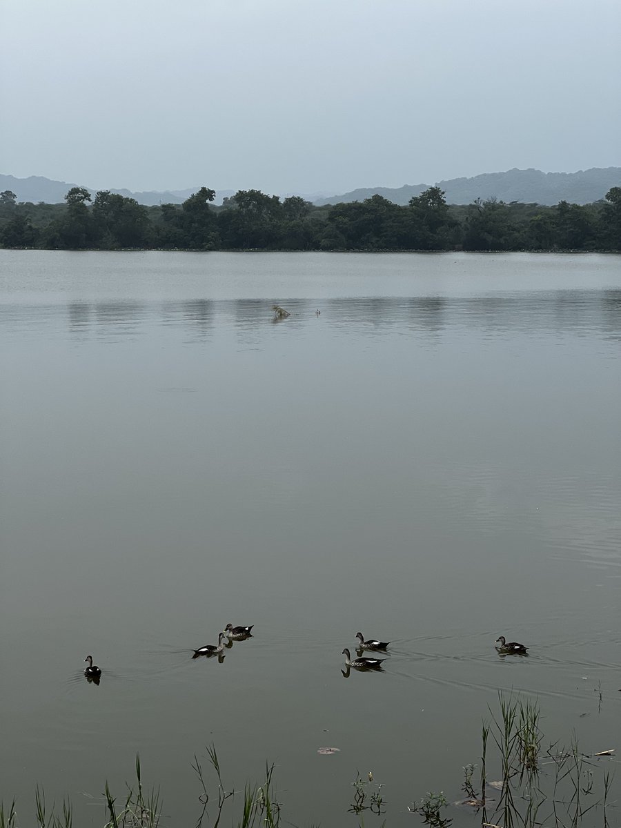 Sukhna Lake is even more peaceful on a Sunday morning.