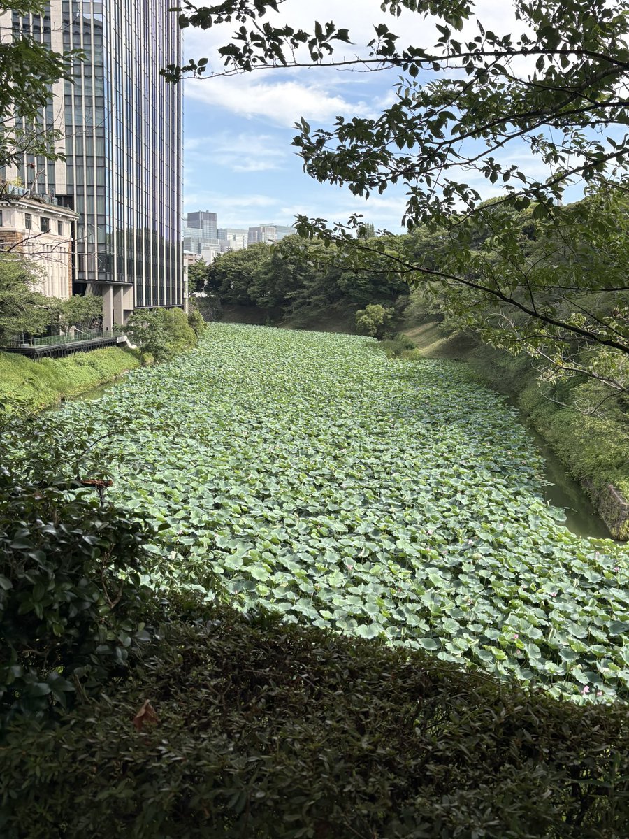 nanatsubaco's tweet image. 業務終わり。ここは🏯か？🏯だったのか……