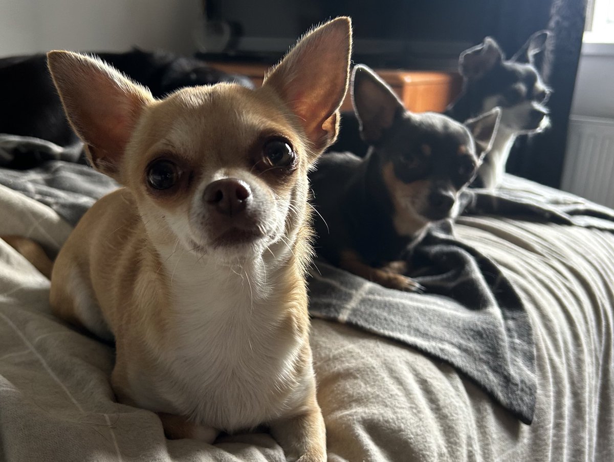 LindsMCWFC's tweet image. Some of the crew ❤️
Best dogs ever 😎