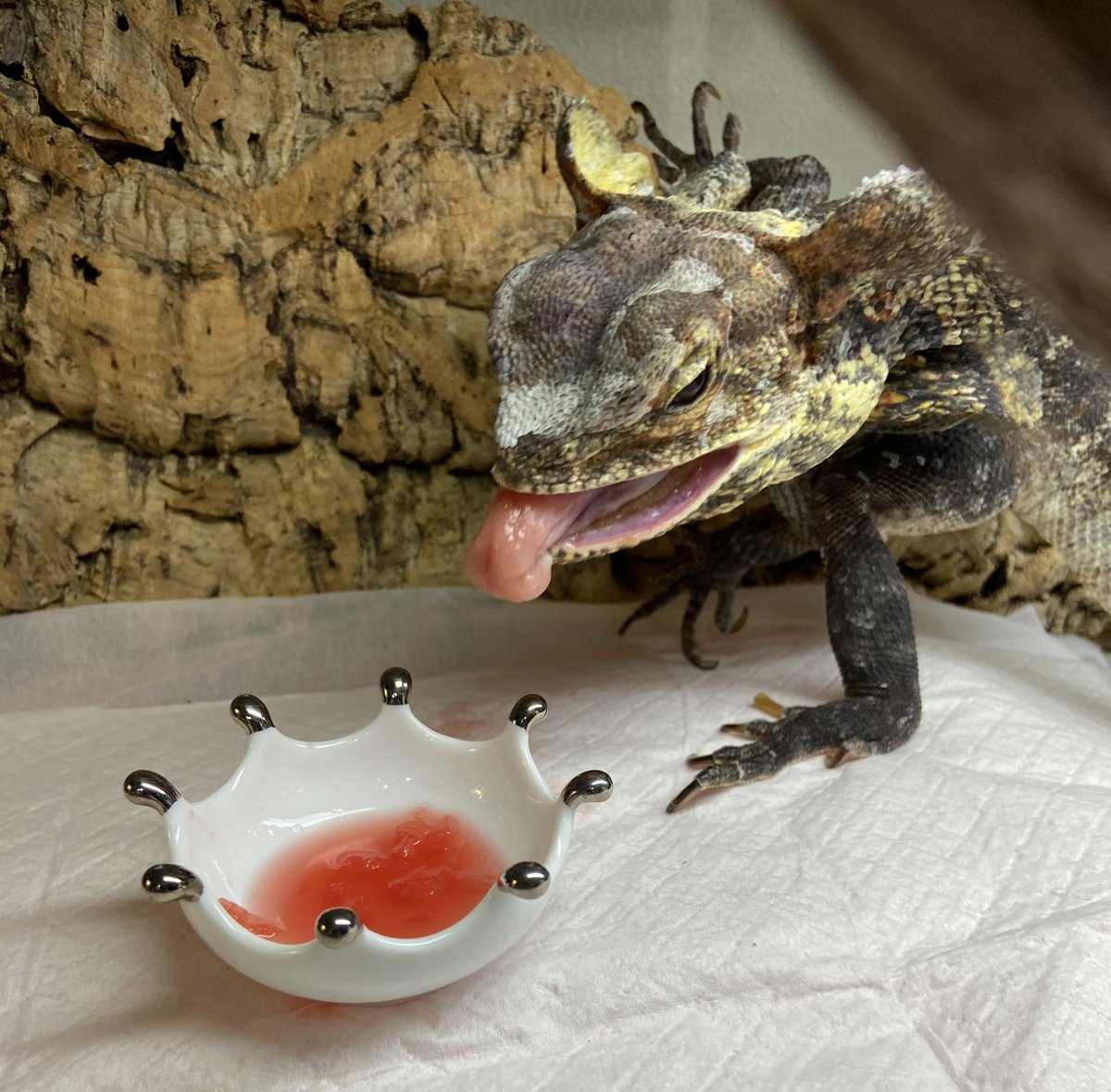 ashley_lizard's tweet image. みんなに配って残った🍉汁も飲みたいエリオット
