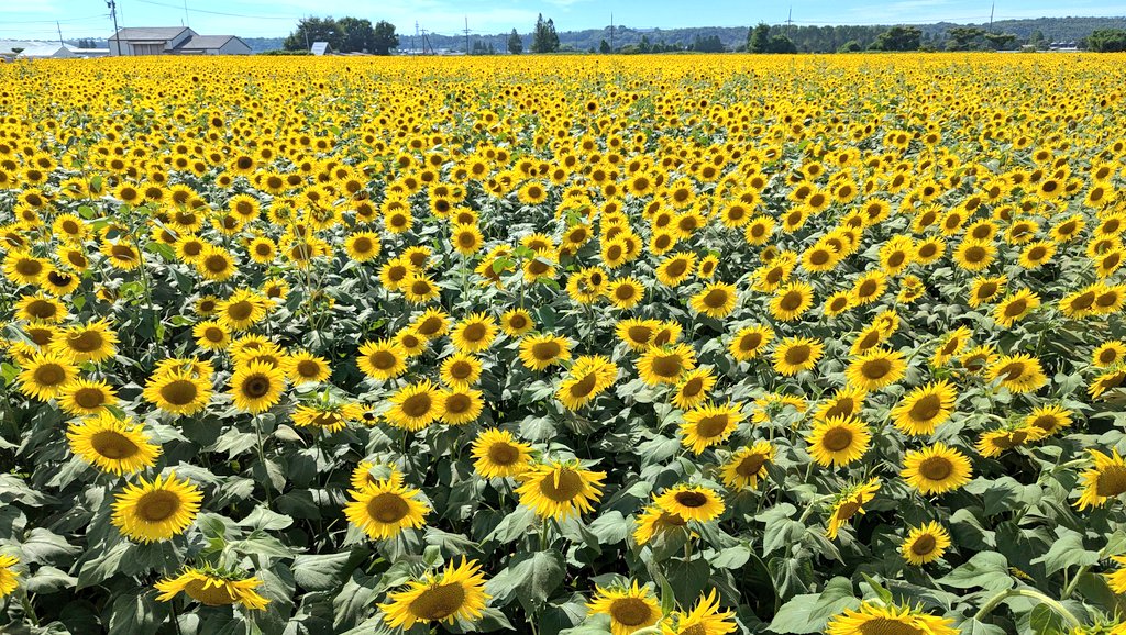 uranusplus's tweet image. 本日も🌻 浴衣撮影させていただいた🎐
