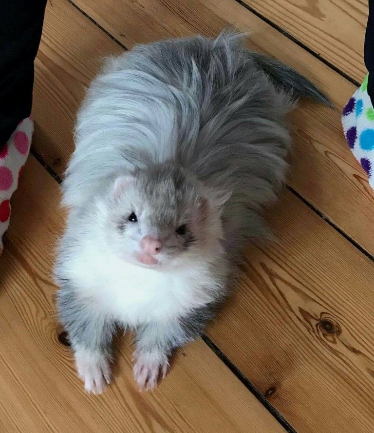 FerretPerHour's tweet image. 
