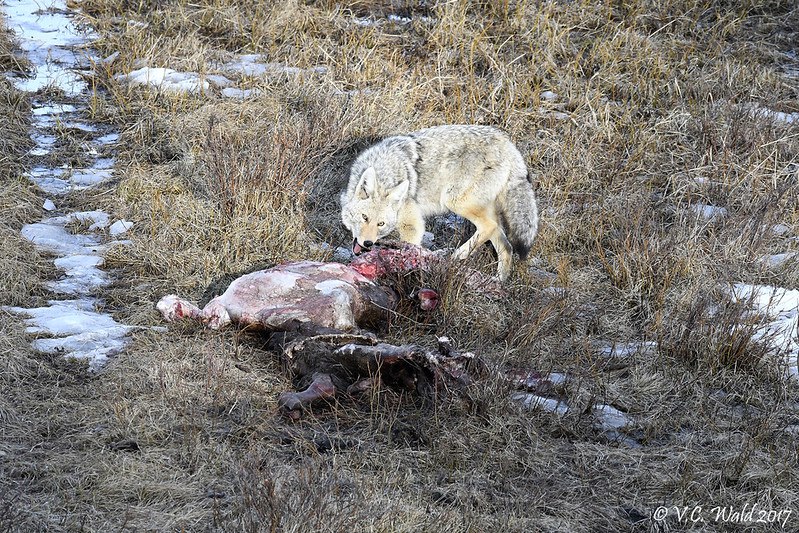 HourlyYote's tweet image. [🔗](api.tinyfox.dev/hourly/yotes/3…)