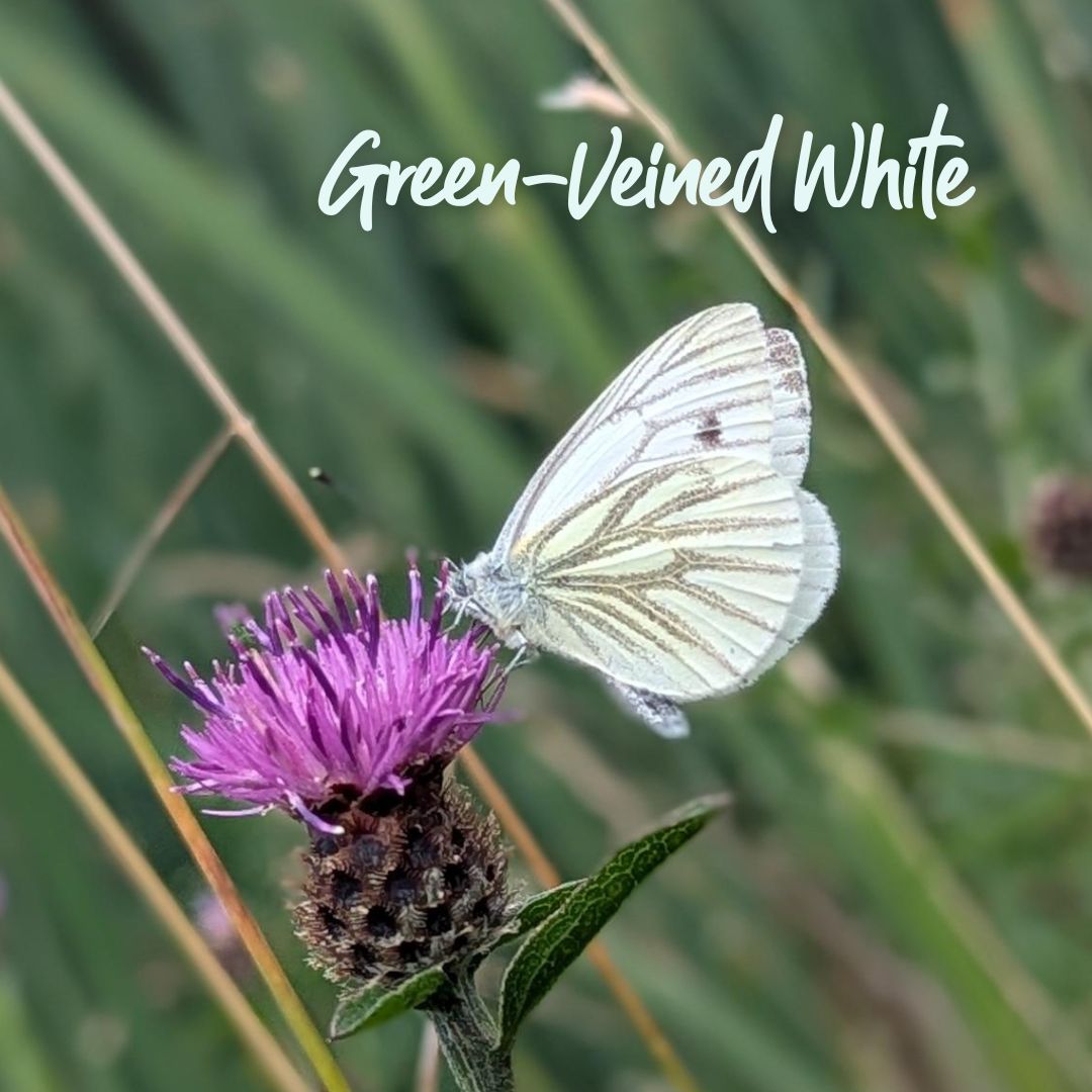 TheParksTrust's tweet image. Could you spare 15 minutes to count butterflies?
Butterfly spotting is relaxing and rewarding! You will be helping @savebutterflies to assess the health of the environment.
Get involved with the #BigButterflyCount before Sun 10 Aug 🦋
Find out more 👉 ow.ly/MAVG50WrH63