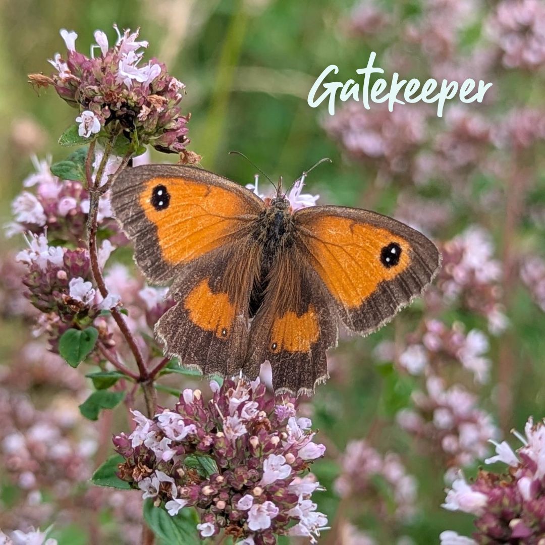 TheParksTrust's tweet image. Could you spare 15 minutes to count butterflies?
Butterfly spotting is relaxing and rewarding! You will be helping @savebutterflies to assess the health of the environment.
Get involved with the #BigButterflyCount before Sun 10 Aug 🦋
Find out more 👉 ow.ly/MAVG50WrH63