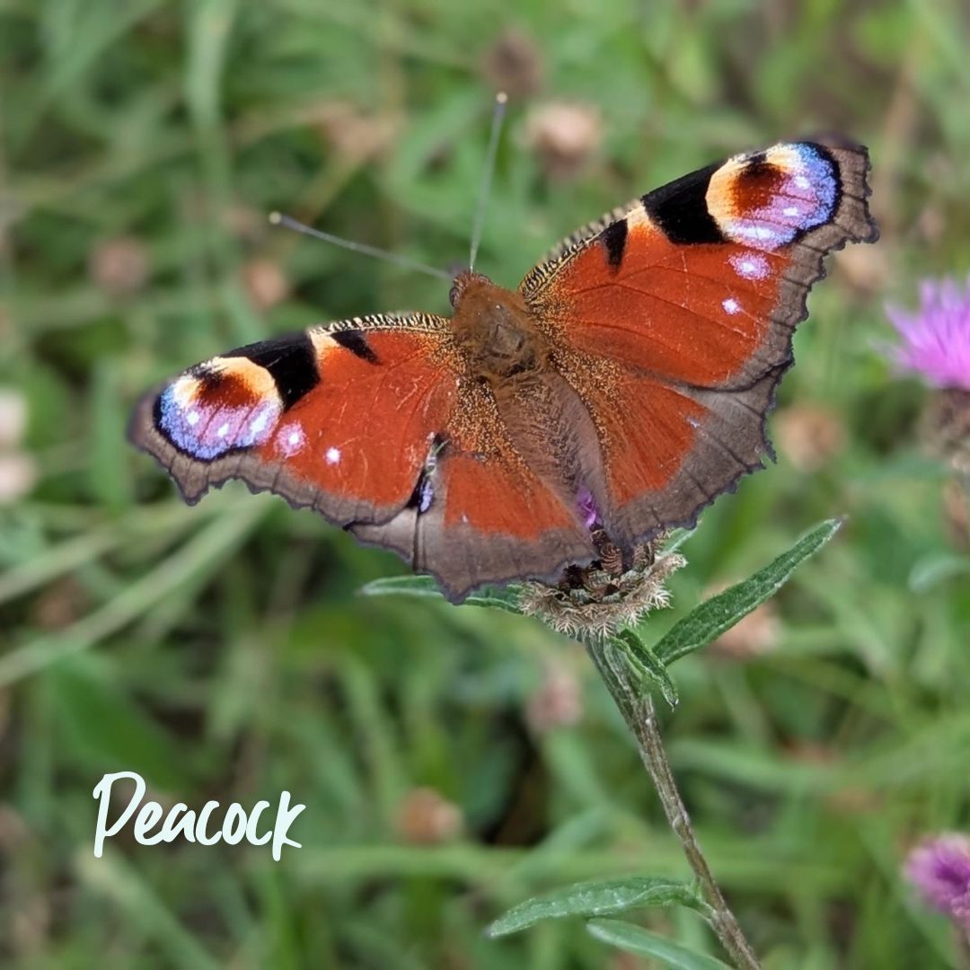 TheParksTrust's tweet image. Could you spare 15 minutes to count butterflies?
Butterfly spotting is relaxing and rewarding! You will be helping @savebutterflies to assess the health of the environment.
Get involved with the #BigButterflyCount before Sun 10 Aug 🦋
Find out more 👉 ow.ly/MAVG50WrH63