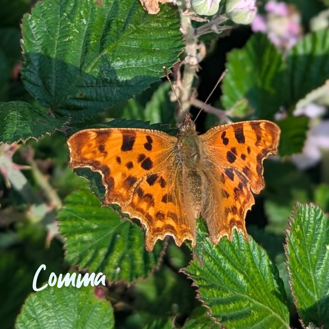 TheParksTrust's tweet image. Could you spare 15 minutes to count butterflies?
Butterfly spotting is relaxing and rewarding! You will be helping @savebutterflies to assess the health of the environment.
Get involved with the #BigButterflyCount before Sun 10 Aug 🦋
Find out more 👉 ow.ly/MAVG50WrH63