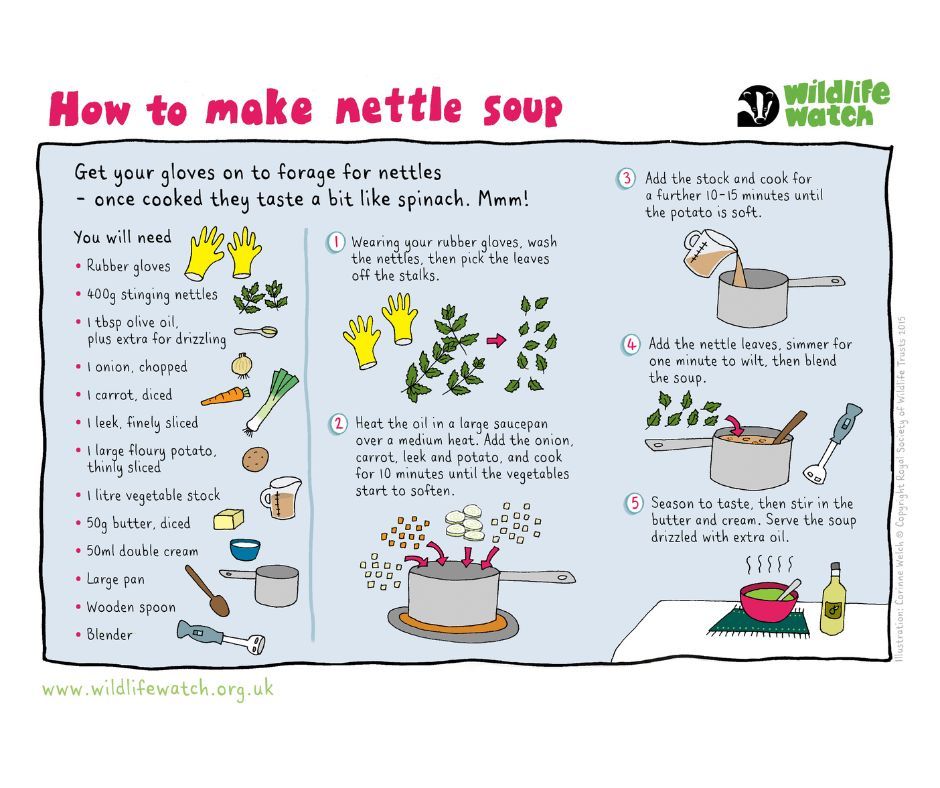 WorcsWT's tweet image. Did you know you can make soup from stinging nettles? 🍵
Find out how on our fun activity sheet below. Make sure to wear gloves, it's no fun being stung!