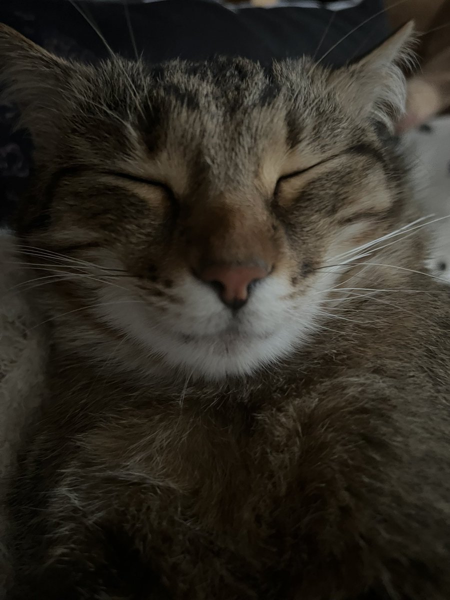 thIsbrOx's tweet image. serving face while sleepeennnnn