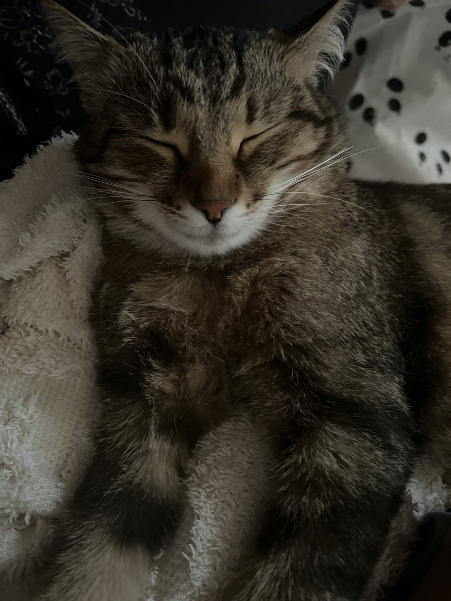 thIsbrOx's tweet image. serving face while sleepeennnnn