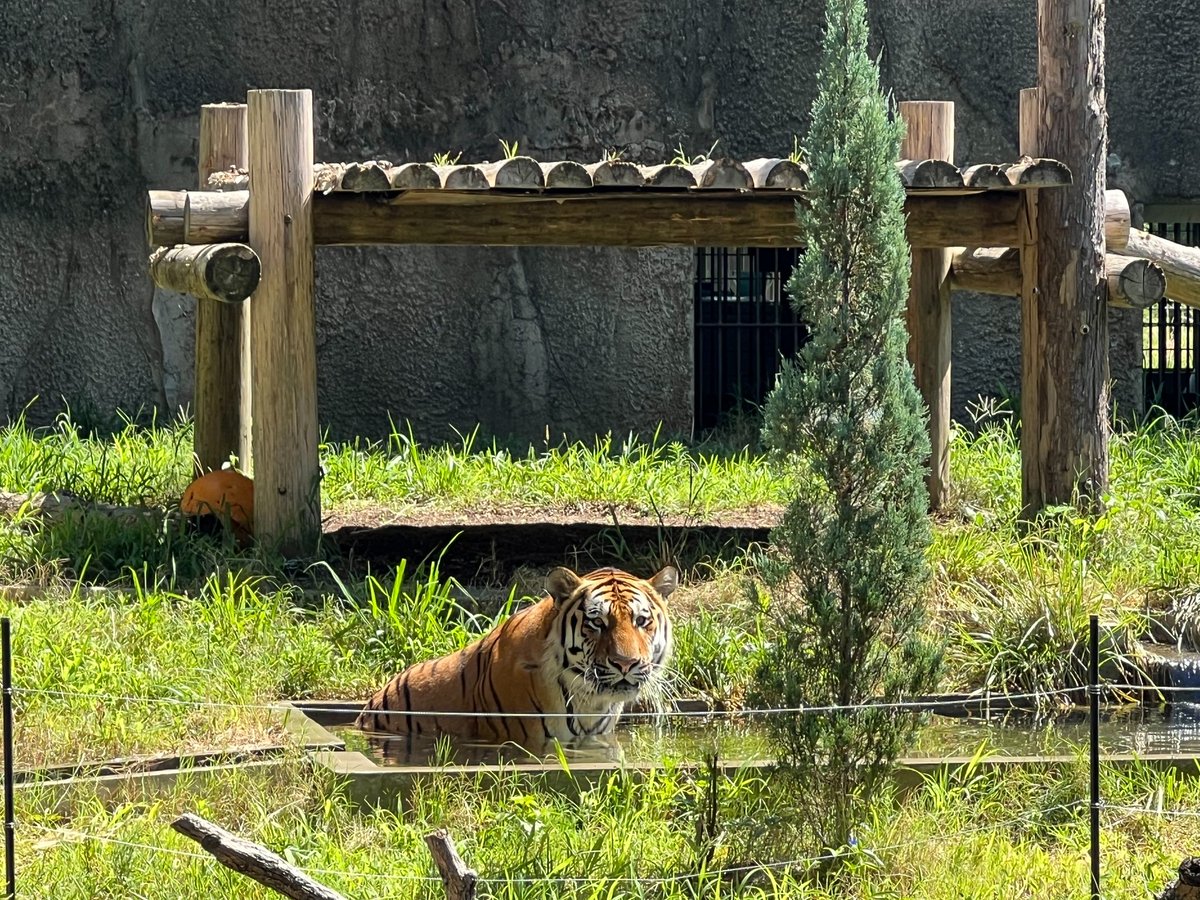 non_hoi_park's tweet image. 本日は大変暑い中、世界トラの日ガイドにご参加いただいたお客様ありがとうございました!
スタッフ一同感謝です✨
多くの方にトラの現状や私たちにできることなどお伝えできたと思います。
そしてアムールトラのアースは本日は食い気よりプールな日でした🐯
#豊橋 #のんほいパーク #世界トラの日