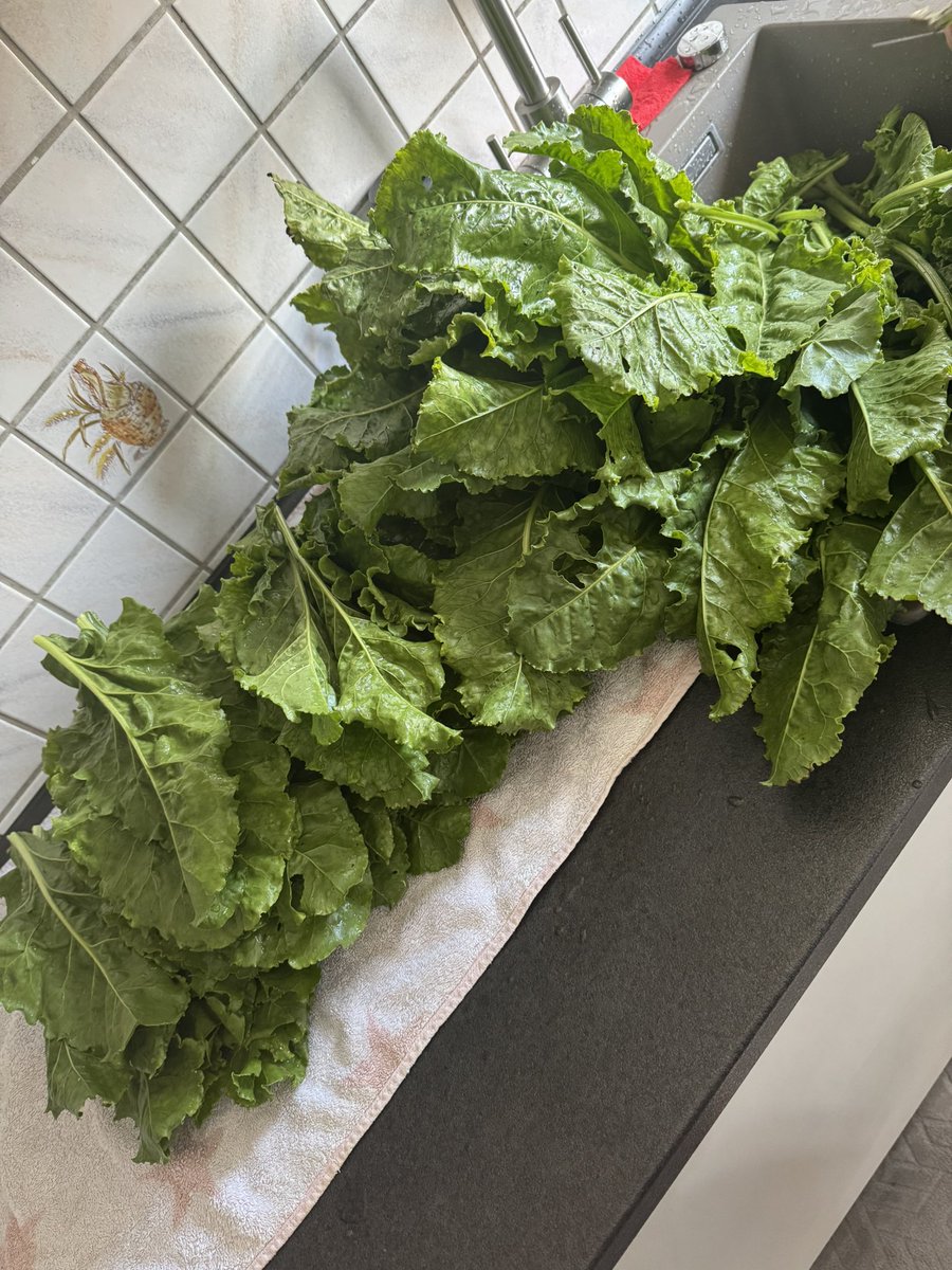 xthegenex's tweet image. Der fette Vogel erntet Pezik bevor es die ganzen Schnecken fressen