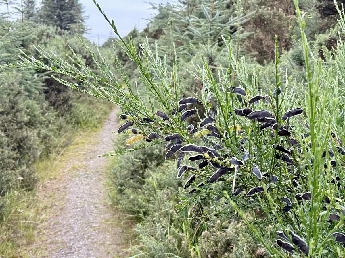 SavetheHellfire's tweet image. Scotch broom (Cytisus scoparius) produces flattened, oblong seed pods that turn black when mature and then explode open, scattering seeds. #wildflowerhour #nature #biodiversity #Hellfire