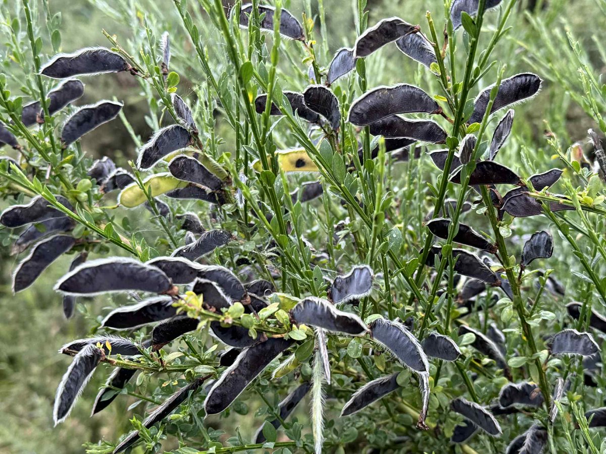 SavetheHellfire's tweet image. Scotch broom (Cytisus scoparius) produces flattened, oblong seed pods that turn black when mature and then explode open, scattering seeds. #wildflowerhour #nature #biodiversity #Hellfire