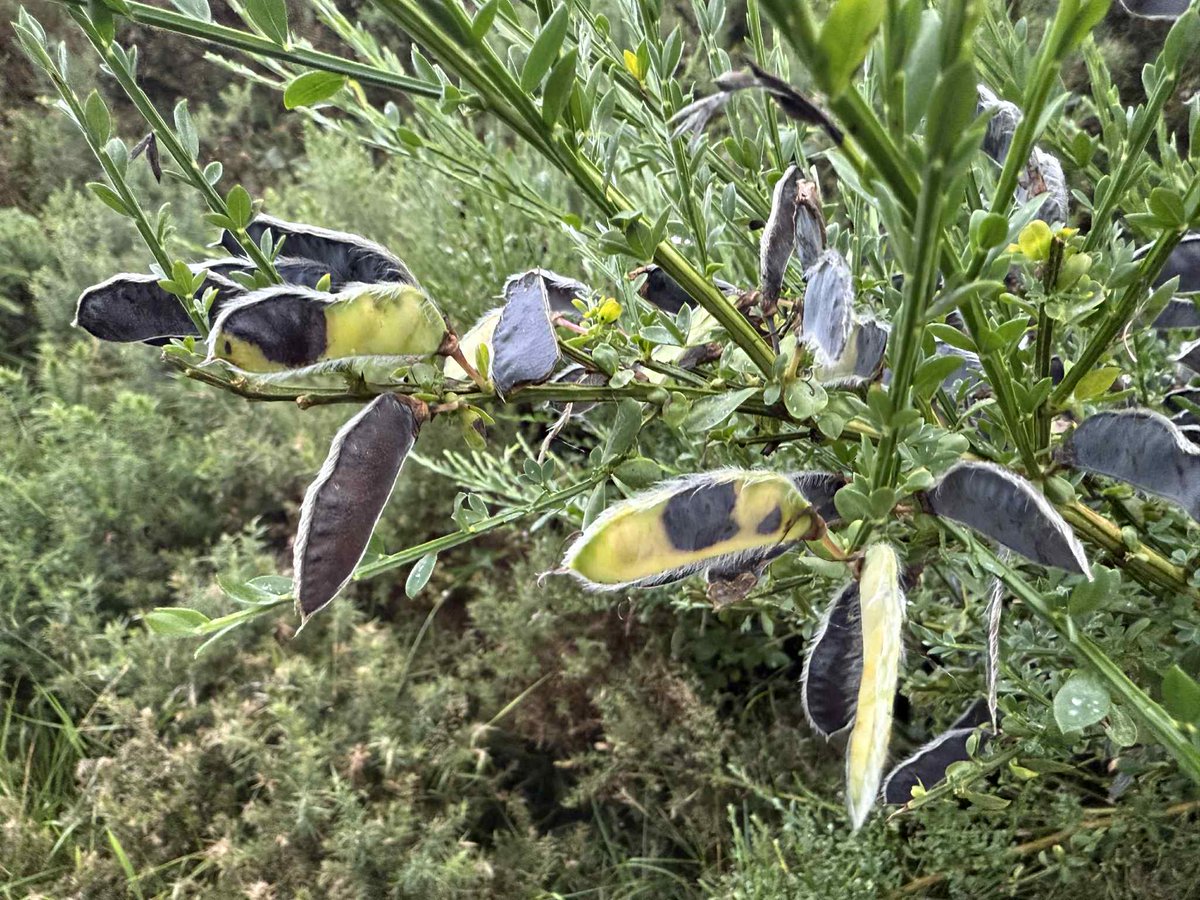 SavetheHellfire's tweet image. Scotch broom (Cytisus scoparius) produces flattened, oblong seed pods that turn black when mature and then explode open, scattering seeds. #wildflowerhour #nature #biodiversity #Hellfire