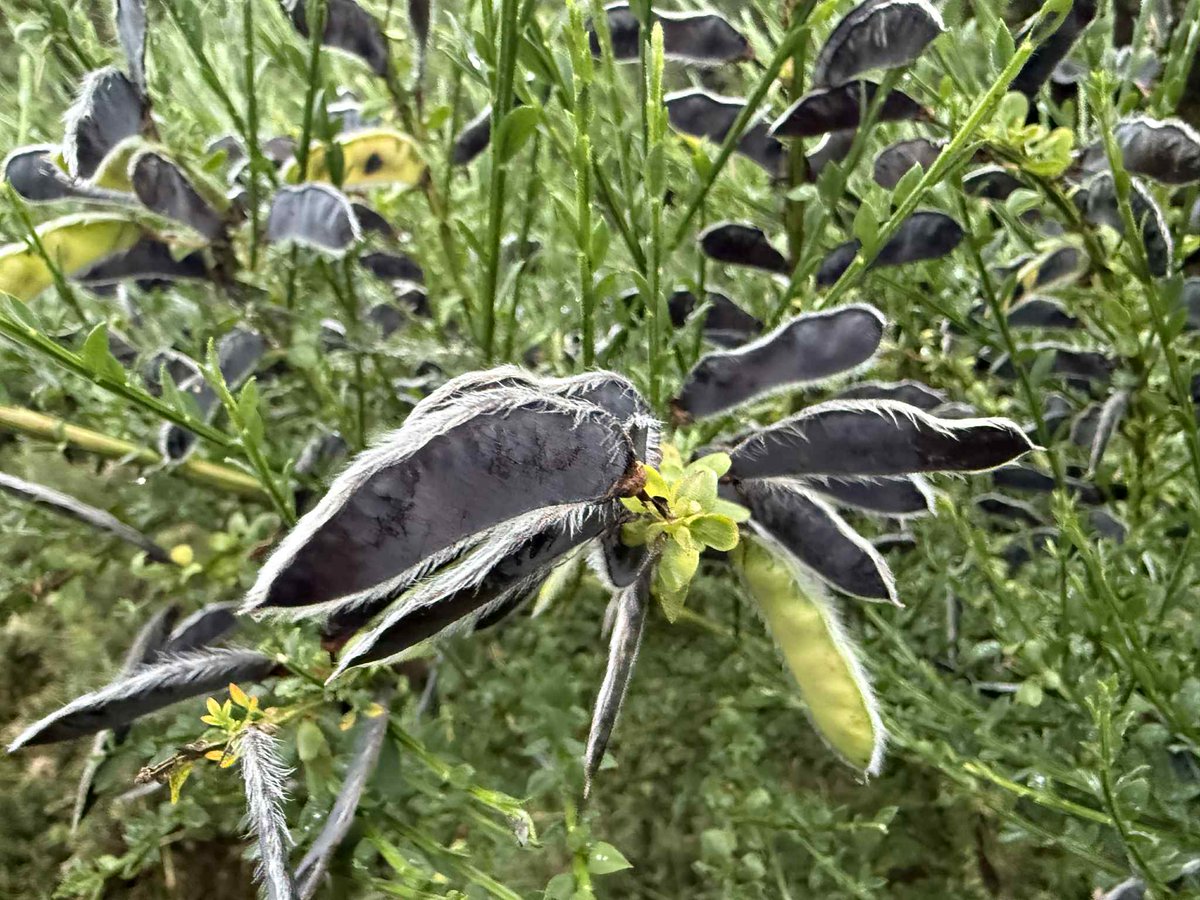 SavetheHellfire's tweet image. Scotch broom (Cytisus scoparius) produces flattened, oblong seed pods that turn black when mature and then explode open, scattering seeds. #wildflowerhour #nature #biodiversity #Hellfire