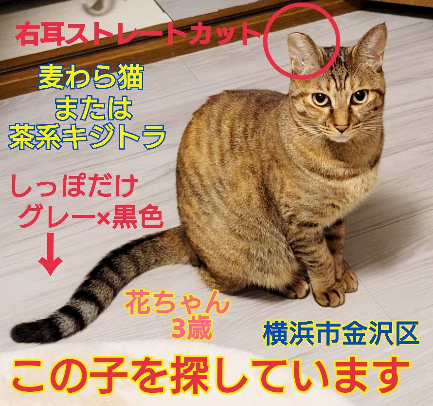 squirrelemi's tweet photo. 猫を探しています。花ちゃん3歳。麦わら猫または茶系のキジトラ。2024年4月11日横浜市金沢区富岡東の自宅から私の不注意で外に出てしまい行方不明のままです。保護してくださっている優しいかたはいらっしゃいませんでしょうか。
#猫を探しています 
#拡散希望 
#リポストお願いします 
#横浜市金沢区 https://t.co/5FTtgaVpAi