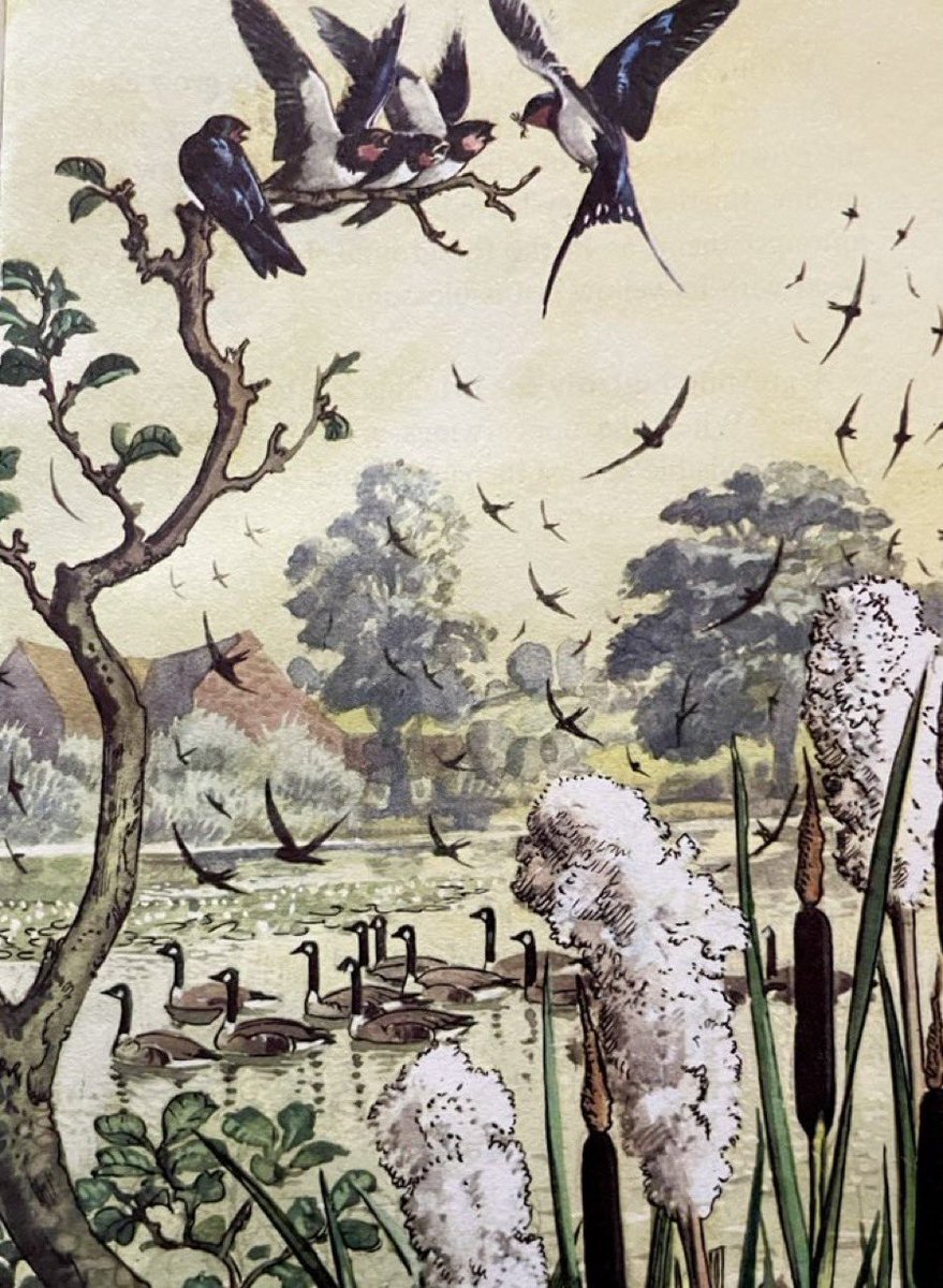 ‘Swifts, swallows and Canada geese’
Artist: CF Tunnicliffe 
(What to Look for in Summer, 1960)