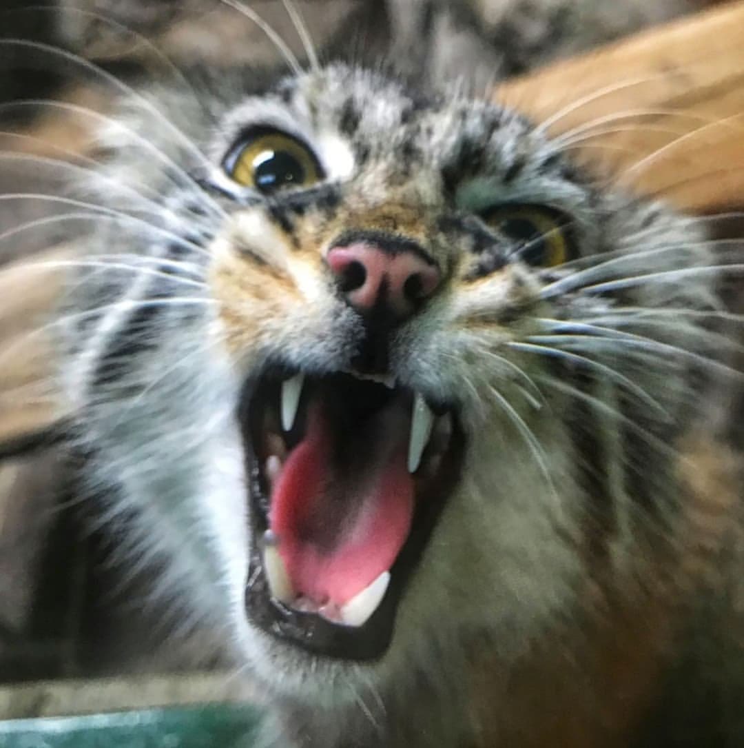 nemo_patiens's tweet image. Manul morning.