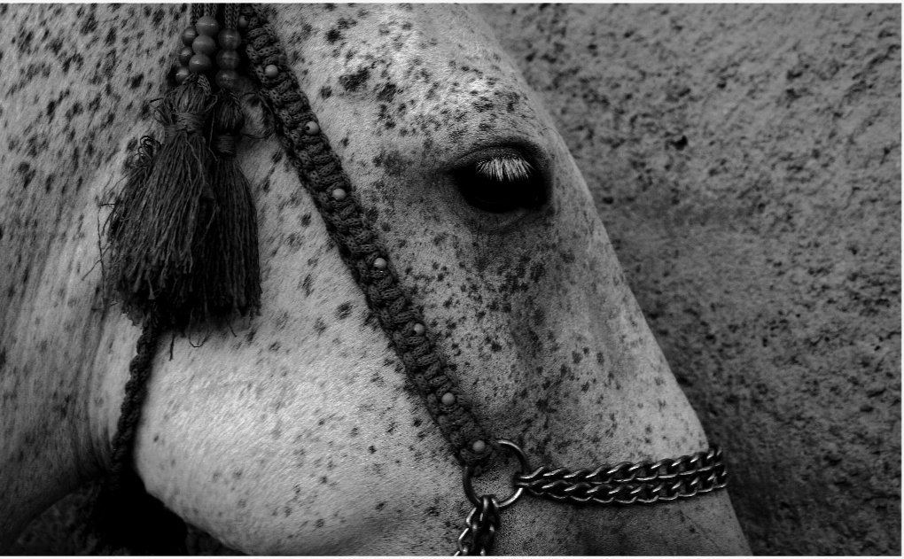 A horse with white eyelashes

3/50 left

objkt.com/tokens/KT1NMe6…