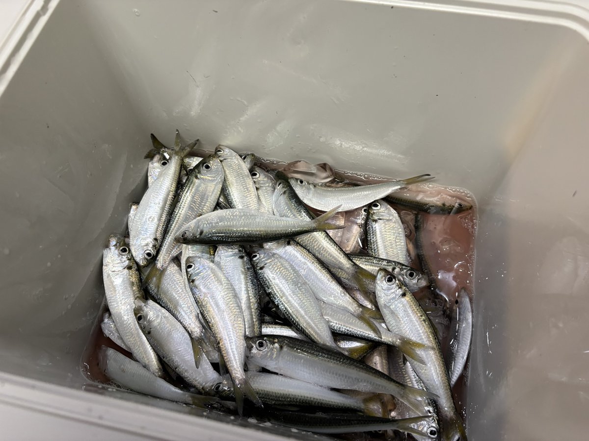 Kuranny3's tweet image. 嫁さんとサビキで、釣れも釣れたりサッパが130匹

今夜は寝られないかも知れない💦