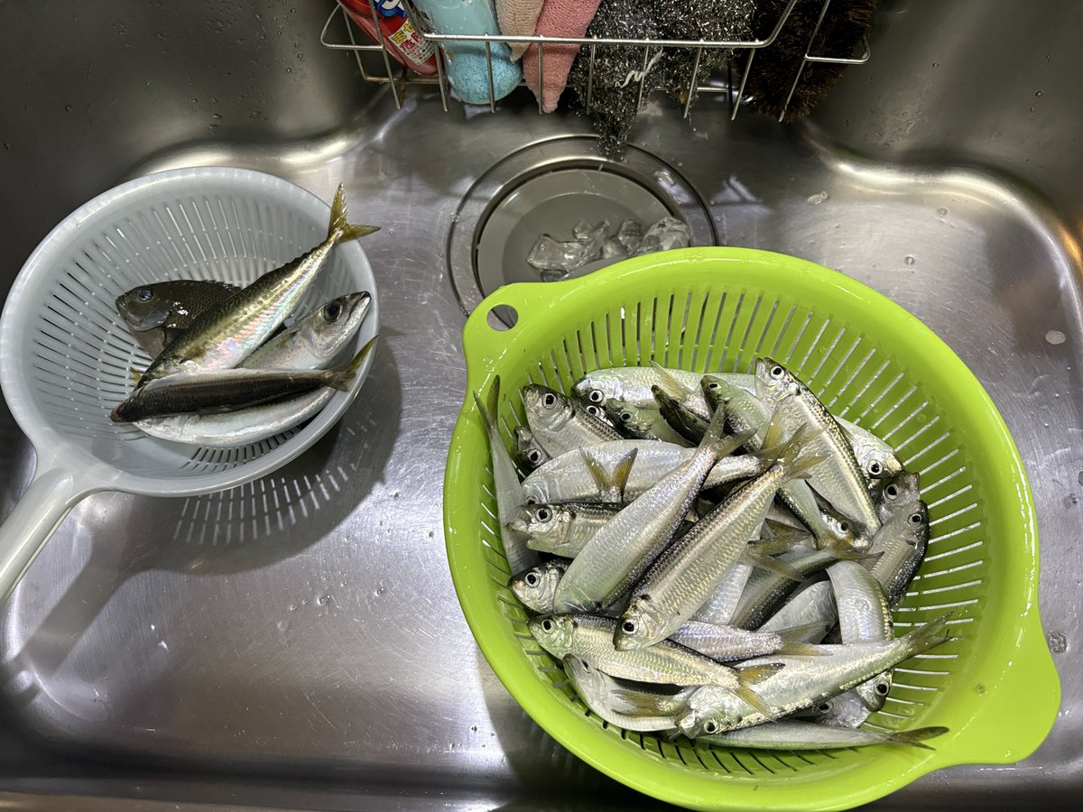 Kuranny3's tweet image. 嫁さんとサビキで、釣れも釣れたりサッパが130匹

今夜は寝られないかも知れない💦